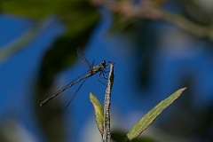 David Plant Photography - Wildlife Photography - Willow emerald damselfly - D